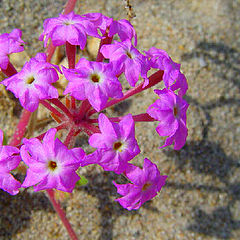 photo "Flowers In The Sand"