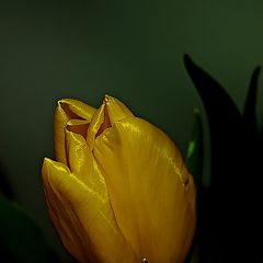 фото "Tulip II"