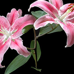 фото "Lilies"