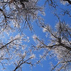 photo "Reach the sky."