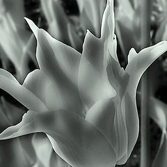 photo "tulip"