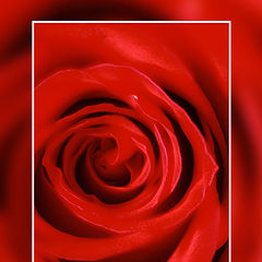 фото "only a red rose"