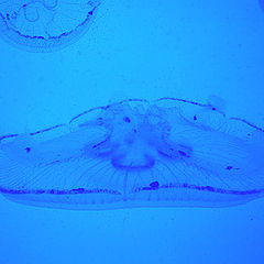 фото "Медуза -2."