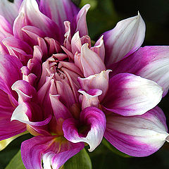 фото "Another Day Another Dahlia"
