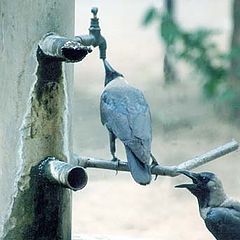 photo "thirsty crow"