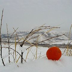 фото "мандариновый край"