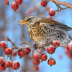 photo "Fieldfare"