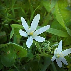 photo "Flowers live"