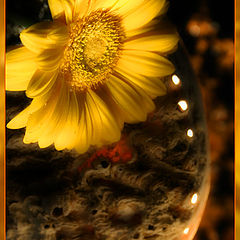 photo "flower on mars"