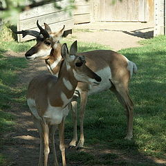 photo "Don't leave me!"