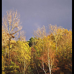 фото "Against a dark sky"