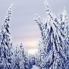 photo "The lonely skier"