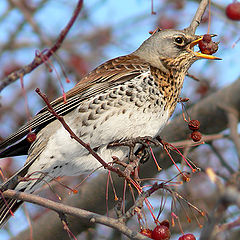 photo "The fieldfare"