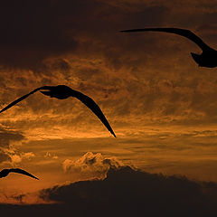 photo "night flying"