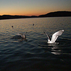 photo "birds in the late night"