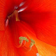 фото "Lady in Red"