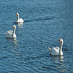 photo "Three swans"