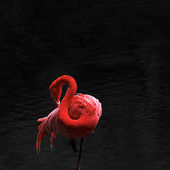 photo "Red on black..."