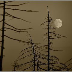 photo "Одинокая странница неба / A Lonely Stranger of the Night"