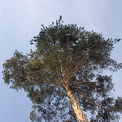 photo "Crone of a pine 3"