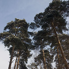 photo "Crone of a pine 4"