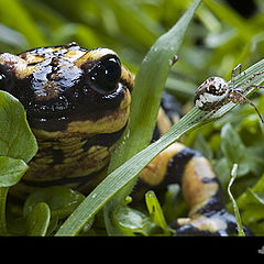 photo "Salamandra"