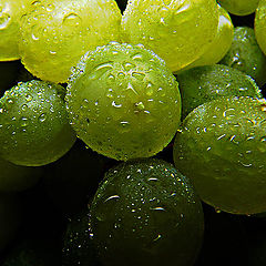 фото "Grapes"