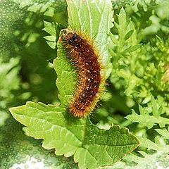 фото "Caterpillar"