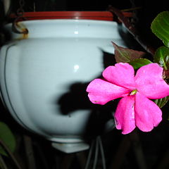 photo "pink flower"