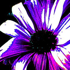 фото "Daisy"