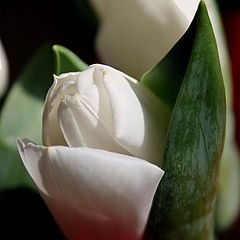 photo "White tulip"