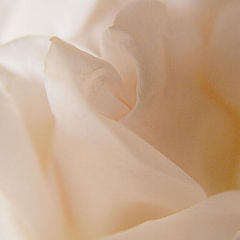 photo "Rose Blanche"