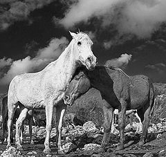 photo "Tenderness"