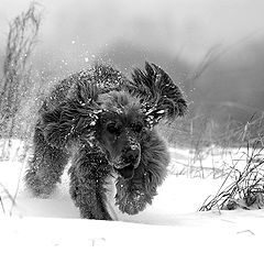 фото "snow beast..."