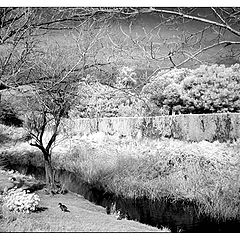 photo "Infrared 2"