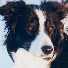 photo "Jeannie my old dog"