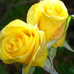 фото "twin roses"