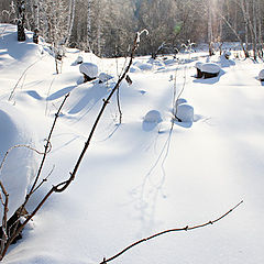 фото "На опушке"