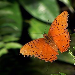 фото "бабочка"