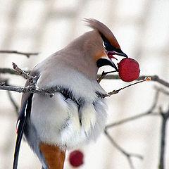 photo "Waxwing"