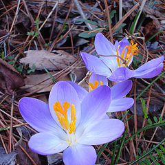 photo "Signs of spring..."