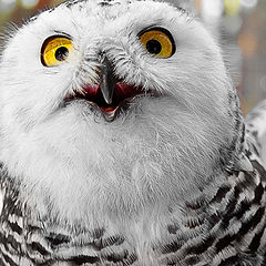 photo "Owl"