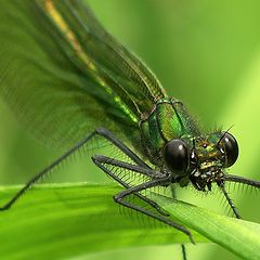 photo "Dragon-fly."