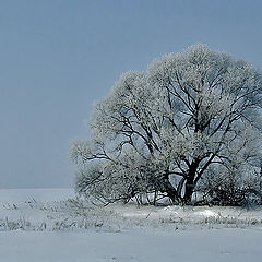 фото "Зима"