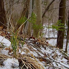 photo "wintering"