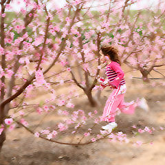 photo "Blooming Almond"