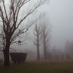 photo "Ghost Trees"