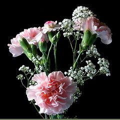photo "carnations"