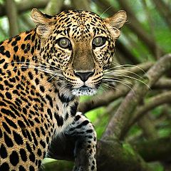 photo "Asian Leopard"