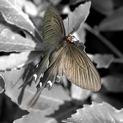 photo "Butterfly"